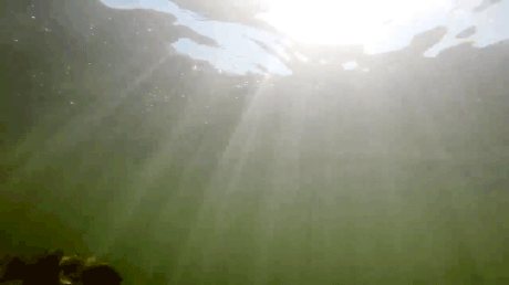 水中映像で見るトップウォータールアーへのバイト