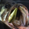 Focus on Aggressive Bass During the Early Spring - Game & Fish