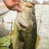 How to Target Big Bass Specifically - Wired2Fish