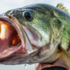 5 Troubleshooting Solutions When Spring Bass Get Lockjaw - Game & Fish