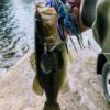 Bass Fishing Tips & Tales: The Spinnerbait: A Bass Angler's Multi-Tool?