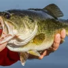 How to Select and Fish Complementary Baits - Wired2Fish