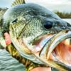 New Year's Bass: Resolve to Catch Your Biggest Bass Ever in - Game & Fis