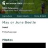 May or June Beetle - Integrated Pest Management