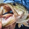 5 Perfect Baits for Covering Water Quickly - Wired2Fish