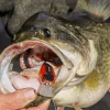 5 Must-Have Colors for Early Prespawn Bass Fishing - Wired2Fish
